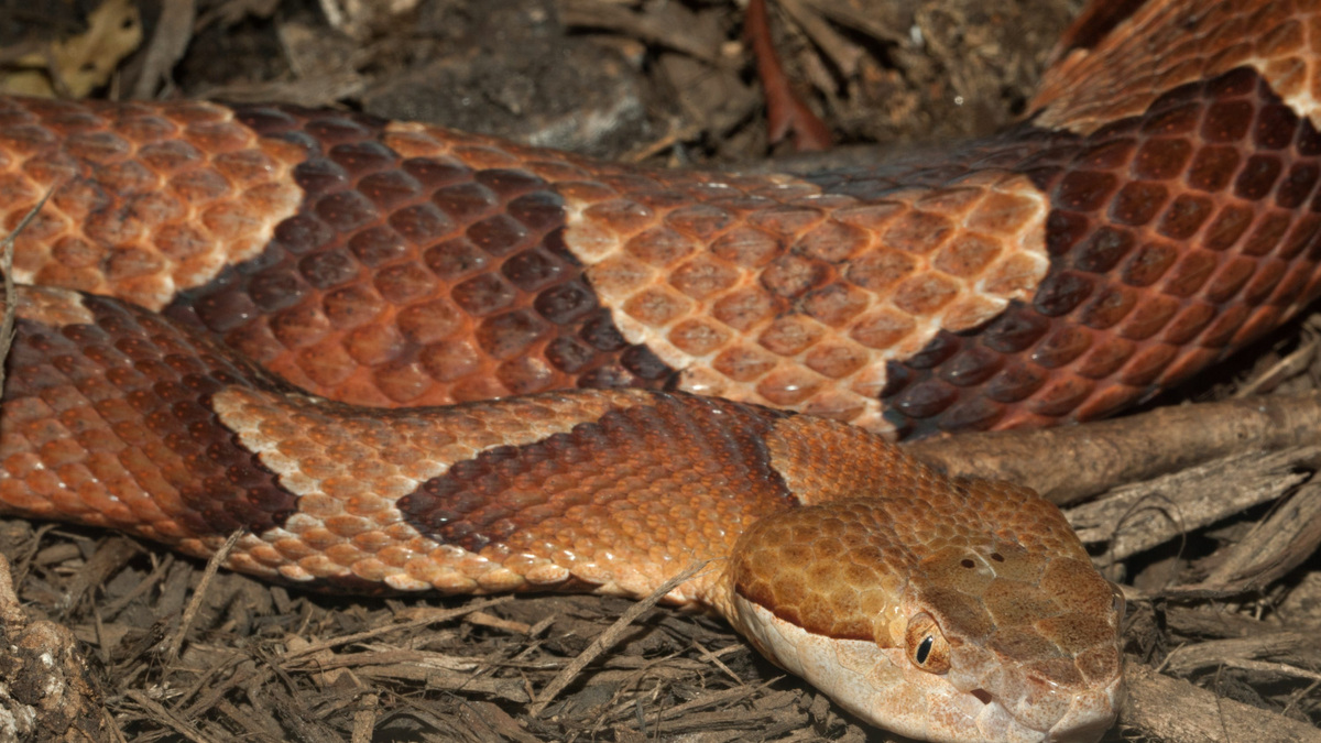 These South Carolina animals will hunt copperhead snakes
