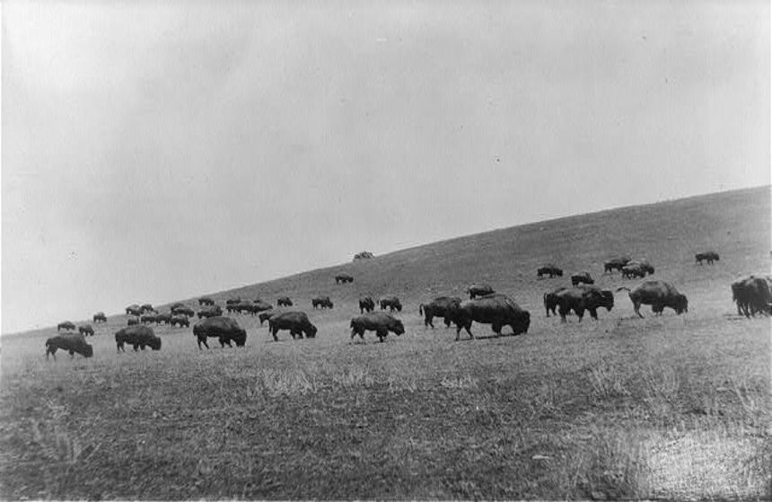 A herd of bison in Montana in 1909, around the same time the National Bison Range was created in the state.