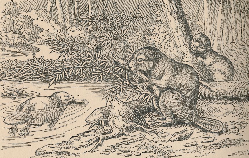 This print from 1916 depicts a group of beavers gnawing on wood to build a dam.