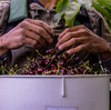 America's farms are desperate for labor. Foreign workers bring relief and controversy