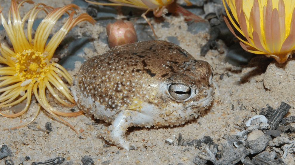 A fat brown frog sits on top of sand, surrounded by yellow flowers.