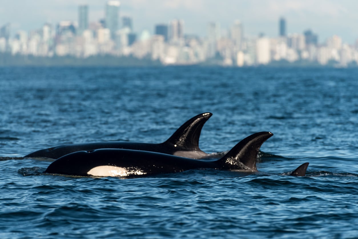 Three orcas swim at the ocean's surface with a city skyline—famous for its tourist attractions—featuring tall buildings, blurred in the background under a blue sky.