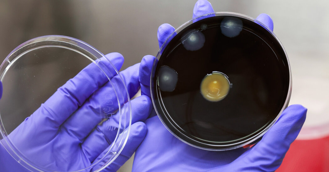 New York City Adopts Measures to Slow Legionnaires’ Disease Outbreak