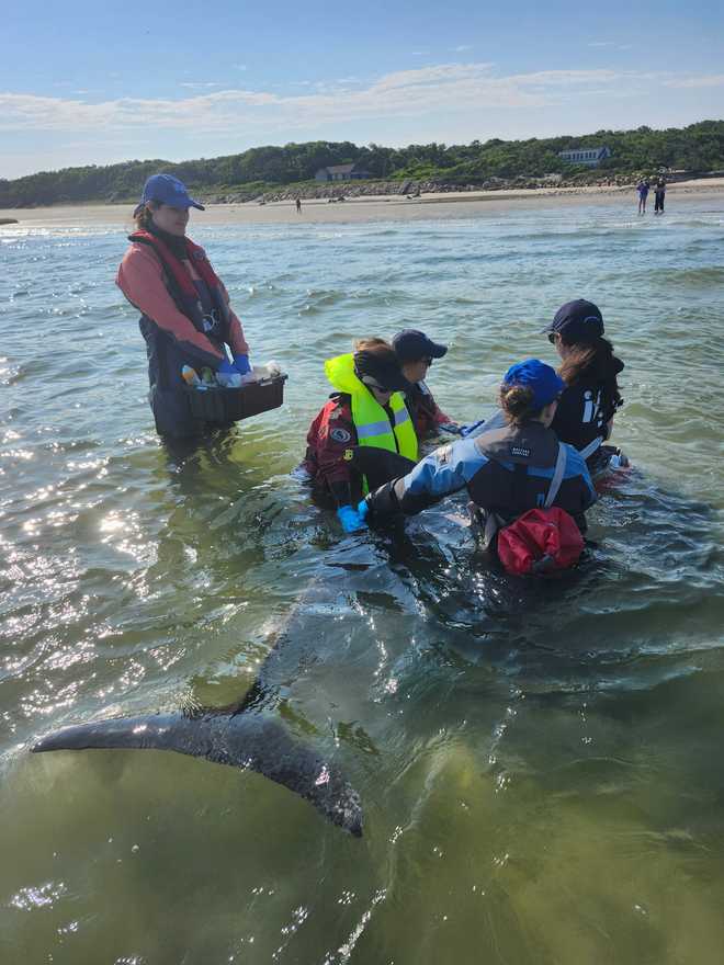 Dolphins stranded 7.14 dolphins stranded 7.14