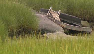 Dead whale washes ashore in Winthrop, found under dock