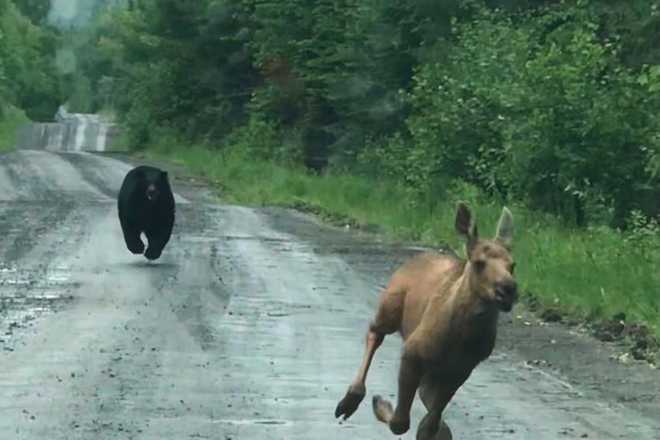 Moose chased by bear In this photo provided by Elvia J. Malcolm, a bear chases a moose calf in Telos Township, Maine, on Saturday, June 20, 2026.