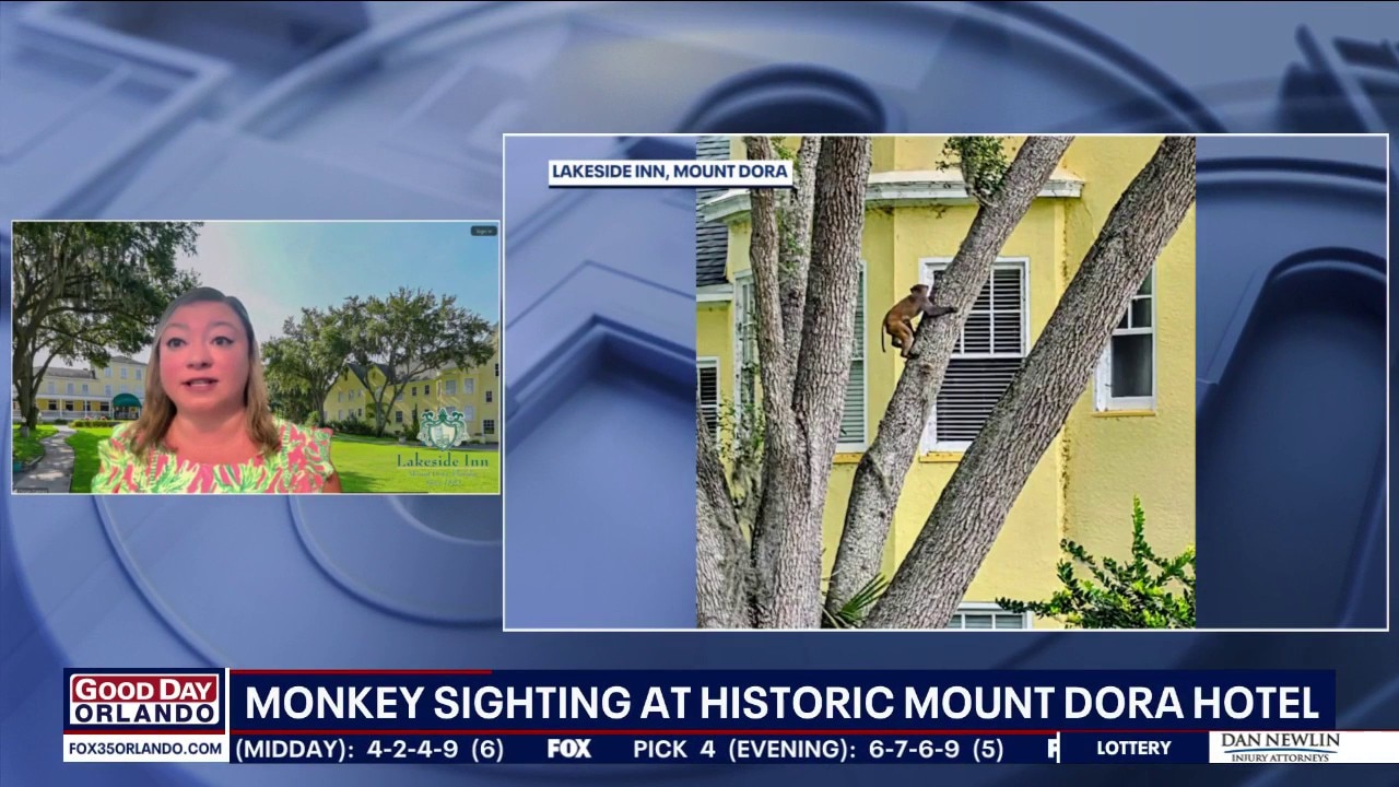 Wild monkey native to Asia seen visiting historic Florida Hotel