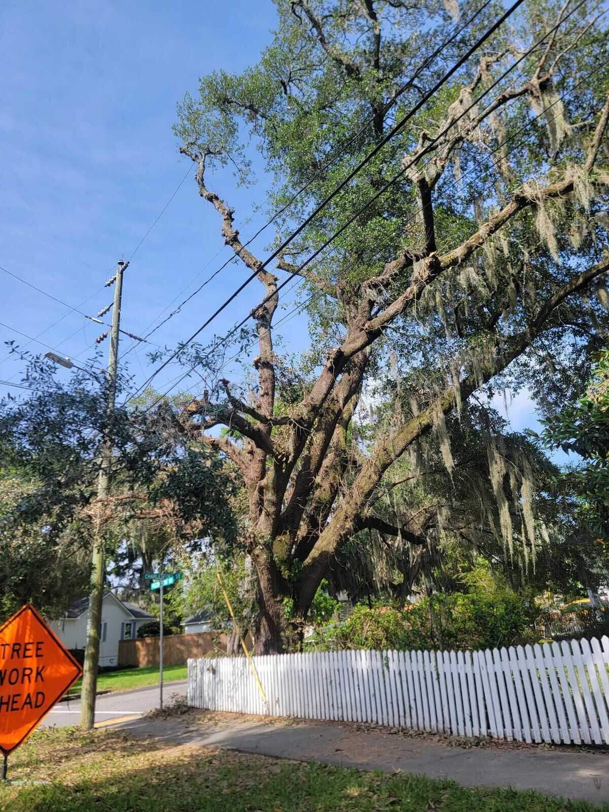 Some Beaufort residents think trees are being butchered by Dominion Energy which is has began a five-year maintenance project trimming trees along power lines. Dominion says the trimming is needed to prevent fires and outages.