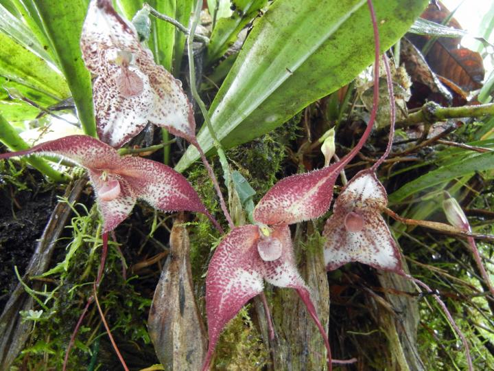 The 'Dracula' Orchid That Wildlife Traders Just Won't Leave Alone