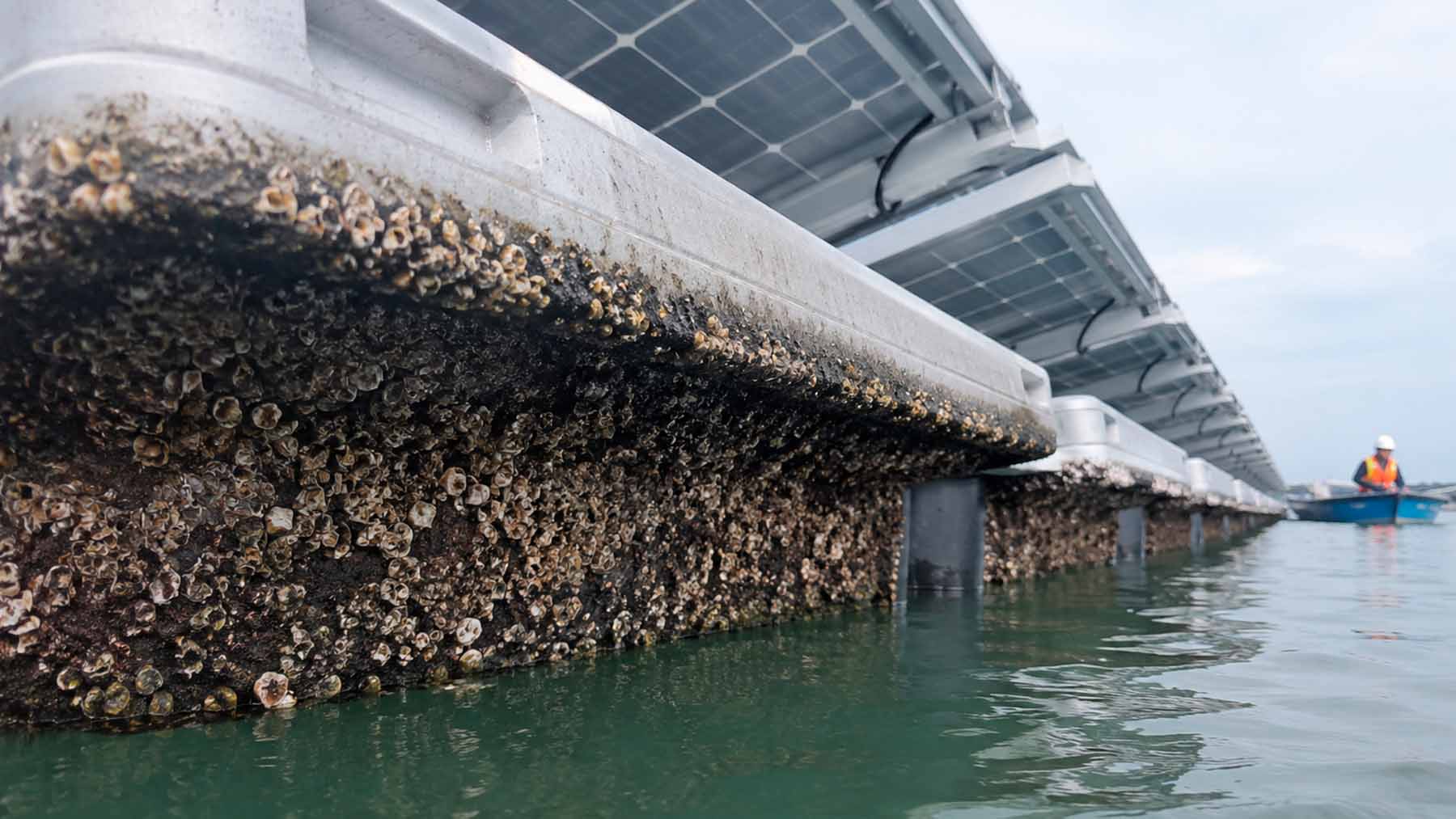 floating solar panel covered with barnacles