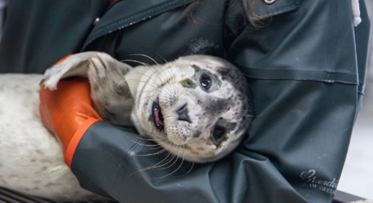 Seal pup who was rescued from the Cordova, Alaska area by pilot Duke Marlof.Credit: alaskasealife.org