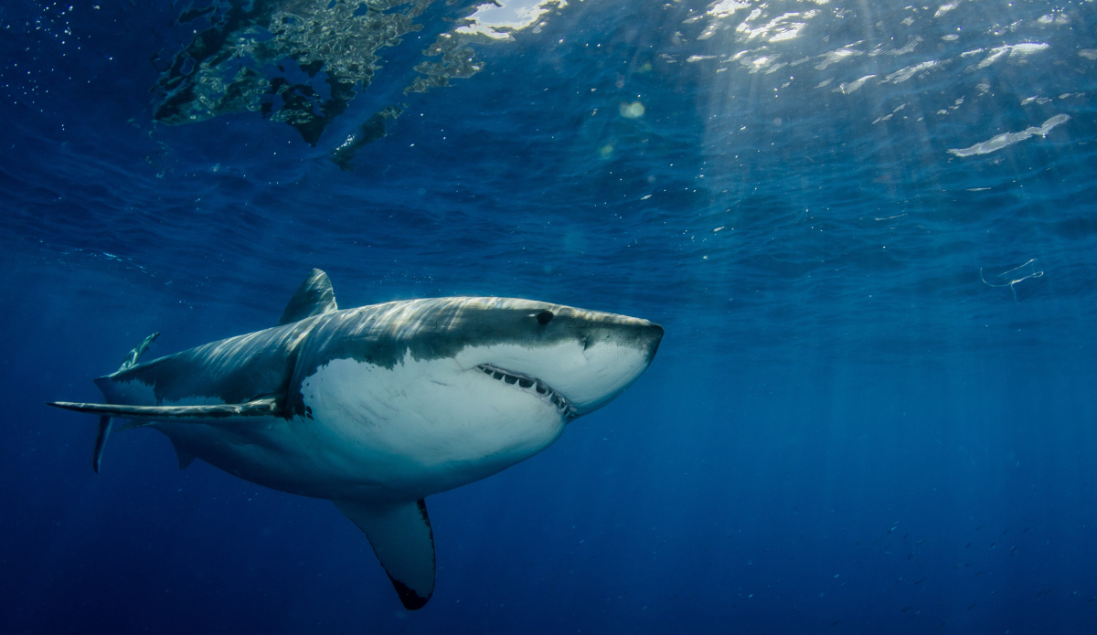 California Enacts Pier Fishing Regulations to Prevent Shark-Swimmer Interactions