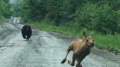 A Maine couple thought they were about to photograph a moose. Instead, a calf and a bear burst from the woods, and they had seconds to decide whether to intervene