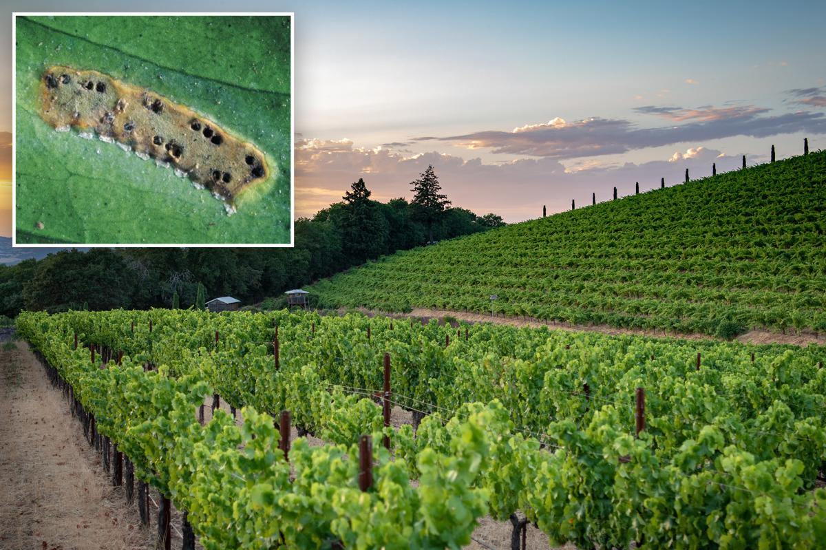 California winemakers brace for disaster as invasive pest found in state