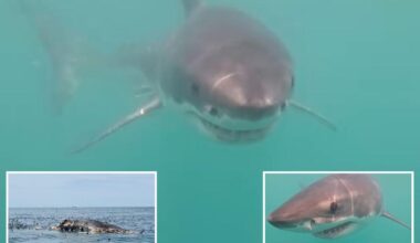 Great white shark filmed feasting in Rhode Island waters