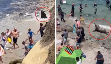 Sea lions chase tourists off popular California beach