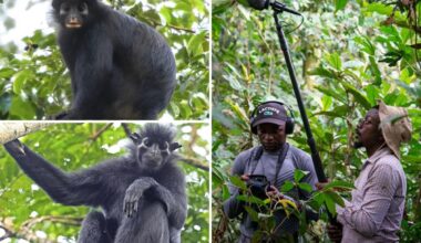 Scientists discover 'exciting' new orange-lipped monkey that roars