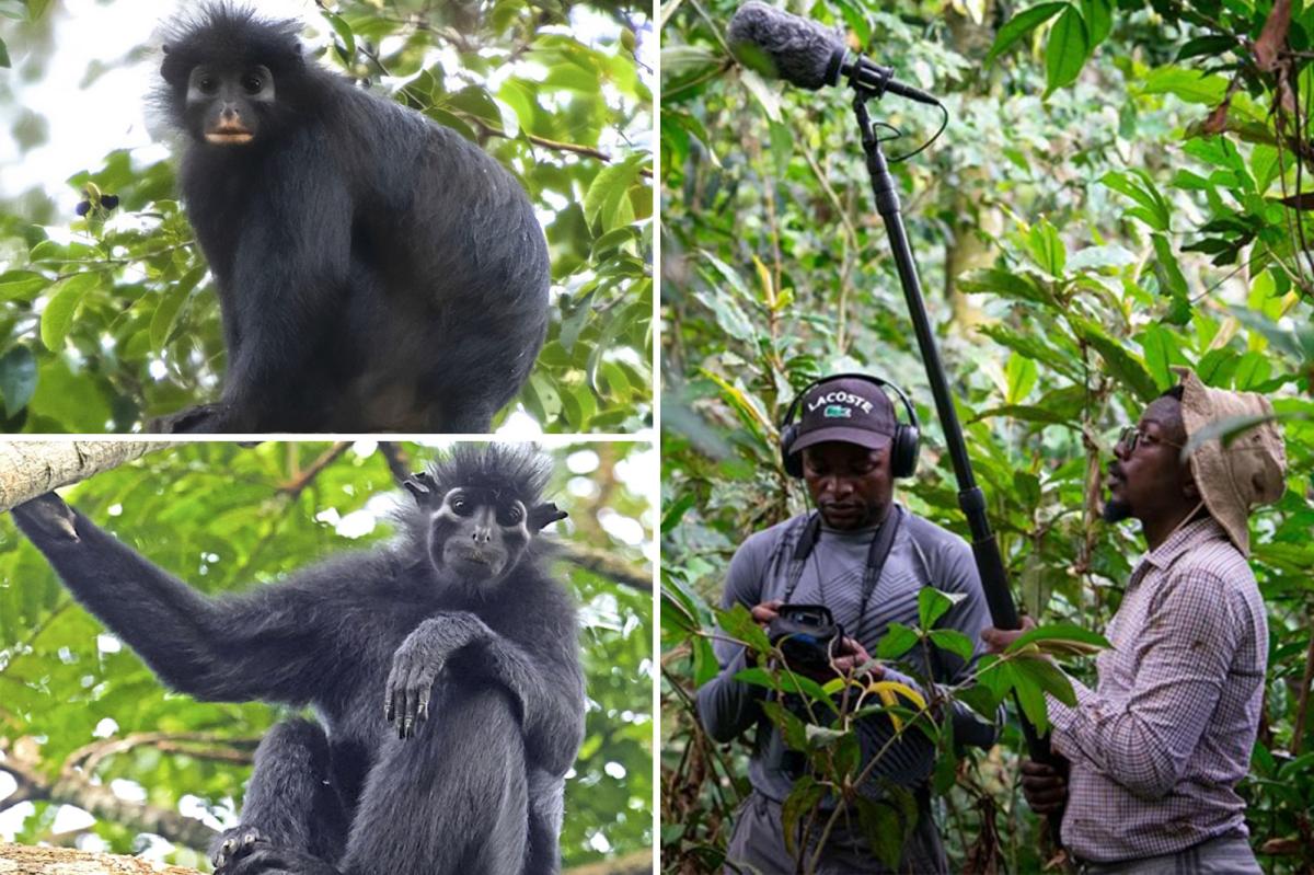 Scientists discover 'exciting' new orange-lipped monkey that roars
