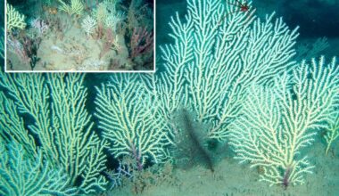 Coral reef gets rediscovered during 'big moment' in West Africa