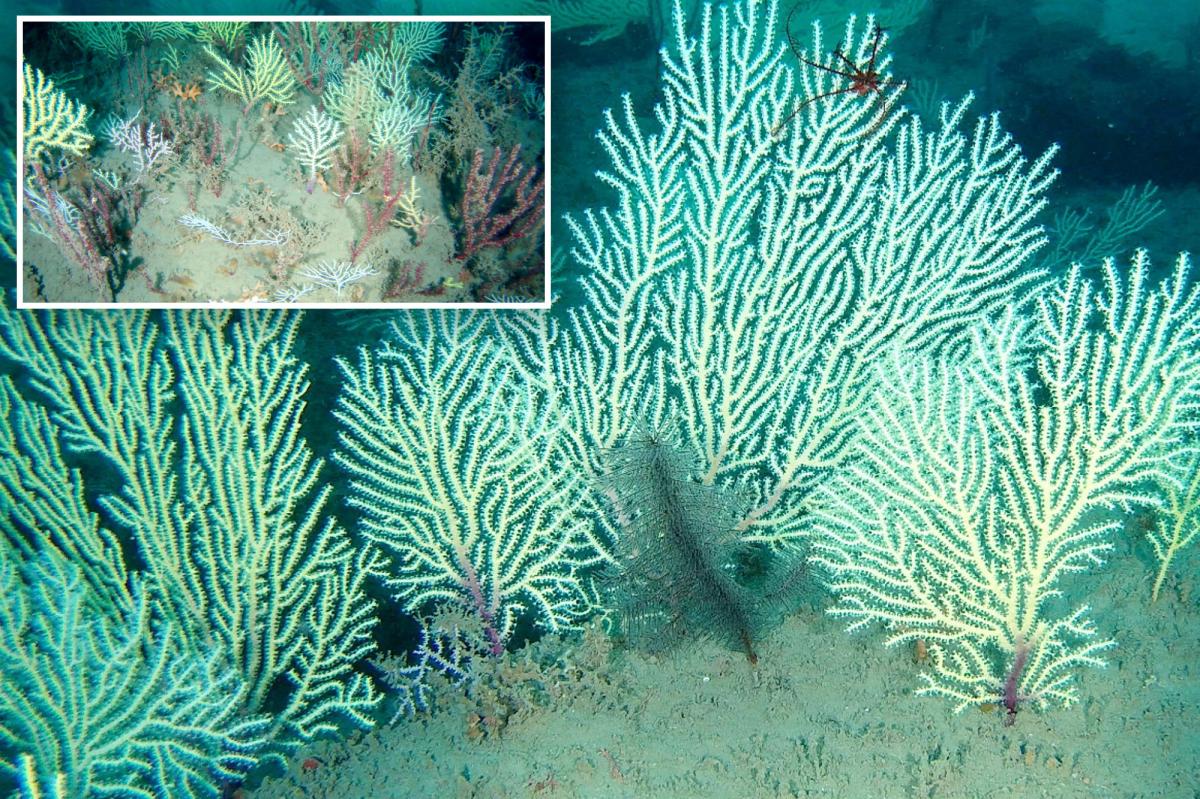 Coral reef gets rediscovered during 'big moment' in West Africa