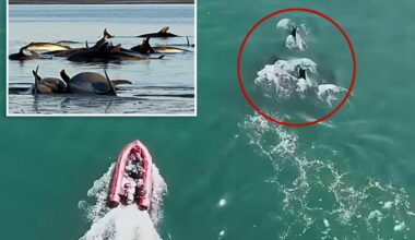 Largest known bottlenose dolphin stranding off New England coast prompts massive rescue effort