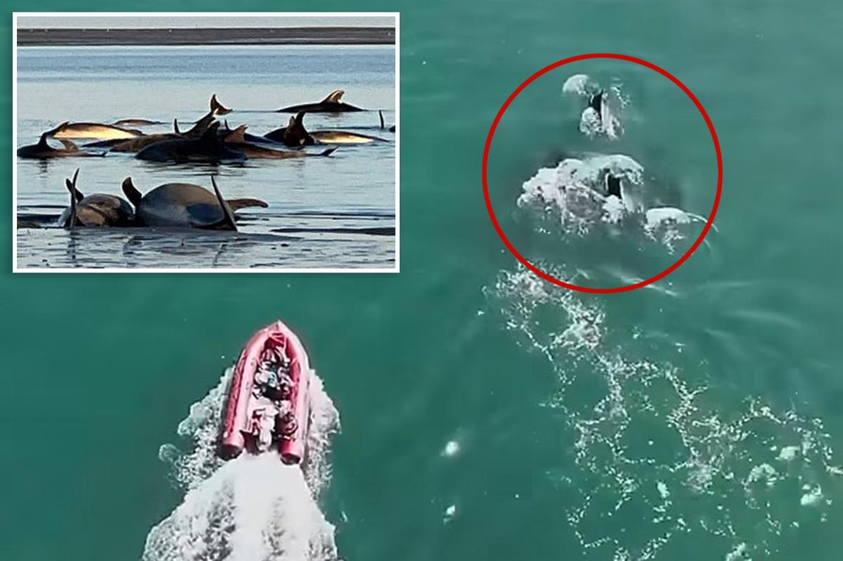 Largest known bottlenose dolphin stranding off New England coast prompts massive rescue effort