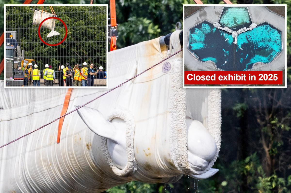 Beluga whales rescued from shuttered theme park in Canada