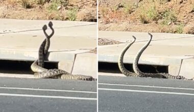 Rattlesnake showdown as California faces surge in activity