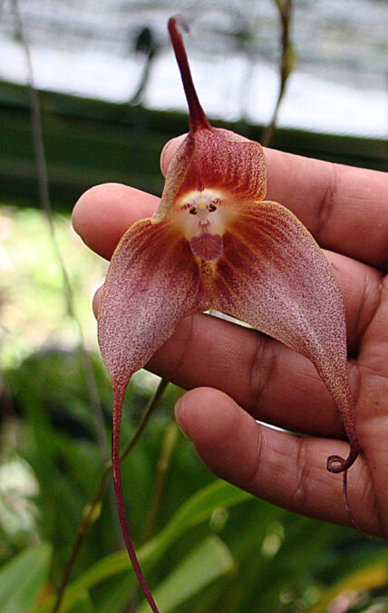 The 'Dracula' Orchid That Wildlife Traders Just Won't Leave Alone