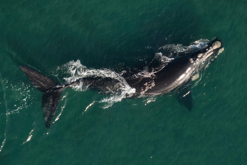 An ariel photo of a southern right whale swimming from left to right in blue water.
