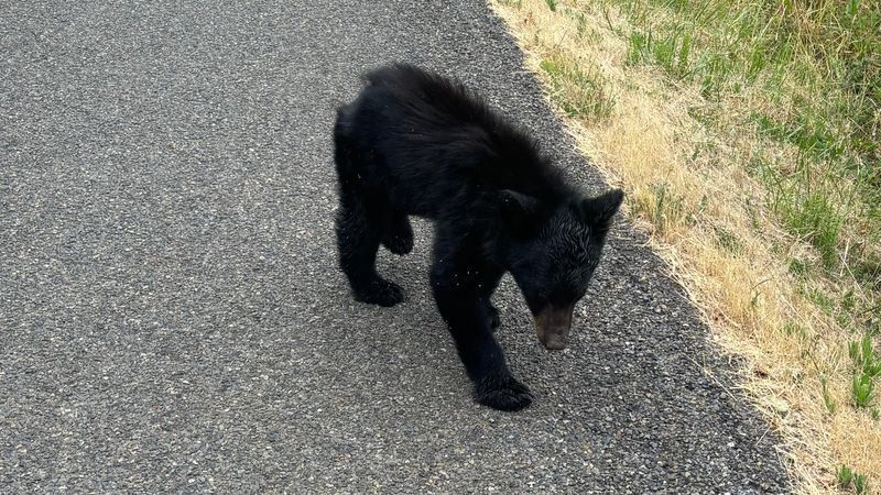 Young bear euthanized after lethargic behavior, tests negative for rabies.