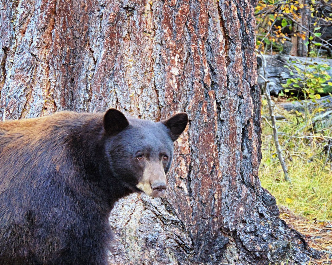 In Lake Tahoe, 'the Bears Are Winning'