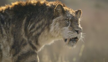 Inside the Painful End of the Saber-Toothed Cat