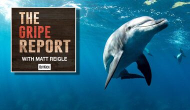 Let's all agree that dolphins are the 'smart kids who don't apply themselves' of the Animal Kingdom