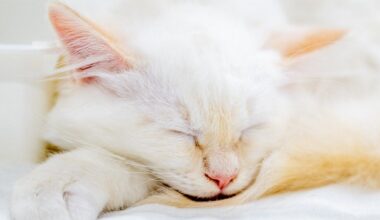 How Petco Love Lost helped a Dayton family find their missing cat
