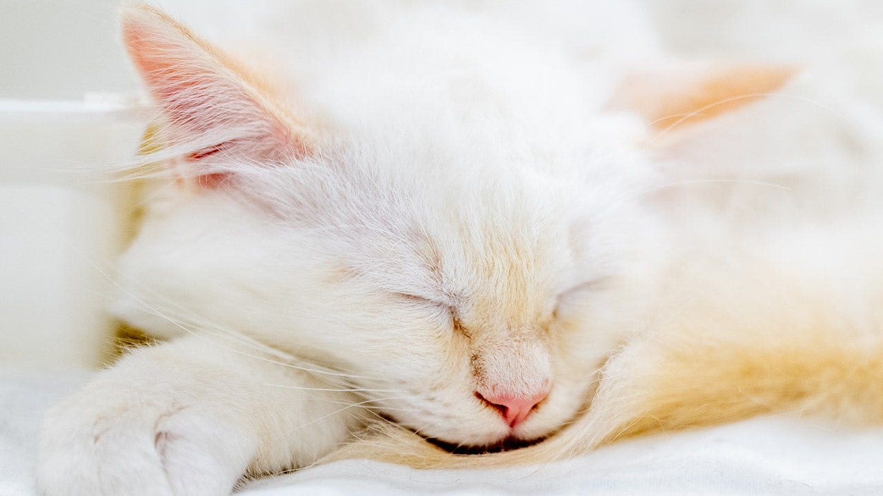 How Petco Love Lost helped a Dayton family find their missing cat