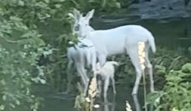 Have You Seen This? Family of albino deer spotted