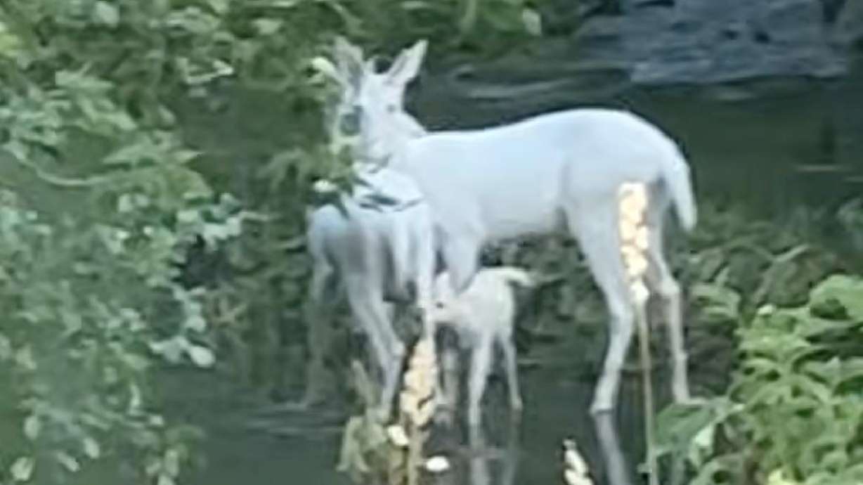 Have You Seen This? Family of albino deer spotted