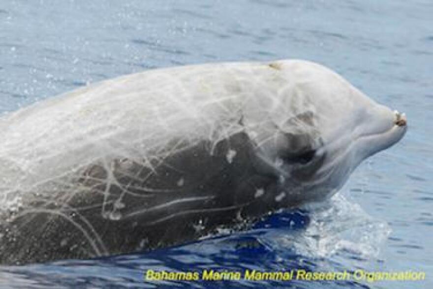 Cuvier's beaked whale.