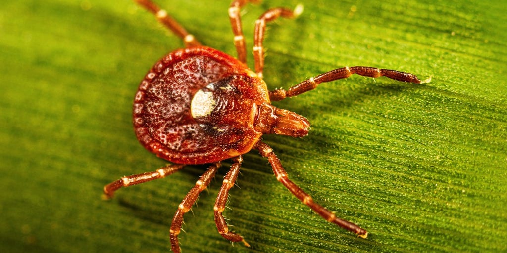 Guide: How to identify some of the most common ticks in America