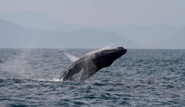 Sightings of humpback whales surge in Rio de Janeiro, fueling demand for whale-watching trips