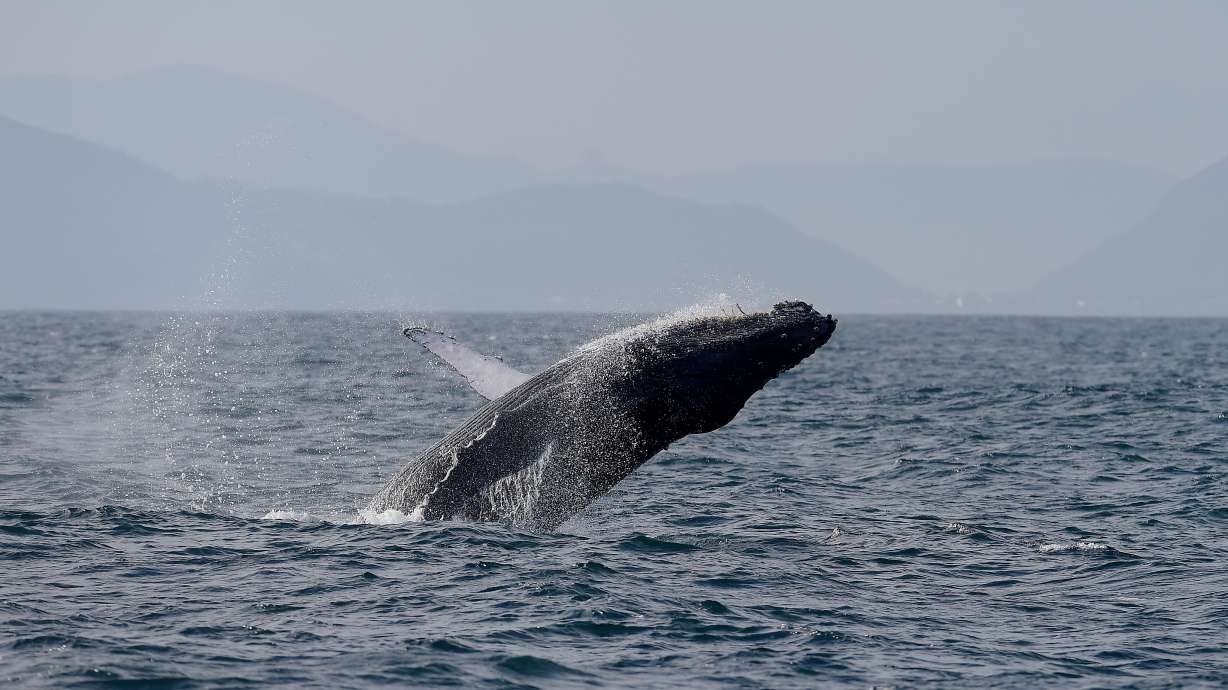 Sightings of humpback whales surge in Rio de Janeiro, fueling demand for whale-watching trips