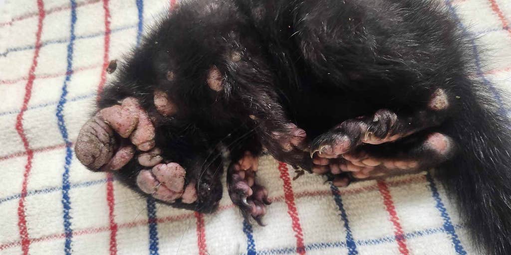 Sick squirrels covered in warts spotted in backyards across US