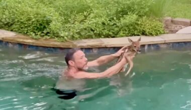 Have You Seen This? Man saves panicked fawn from swimming pool