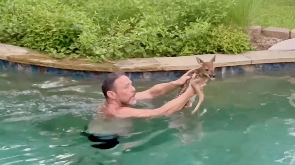 Have You Seen This? Man saves panicked fawn from swimming pool