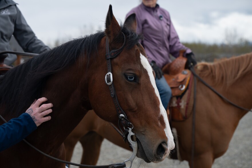 A brown horse with a pale blue eye.
