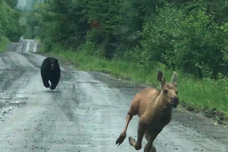 Maine couple spot a bear chasing a moose calf and help it escape