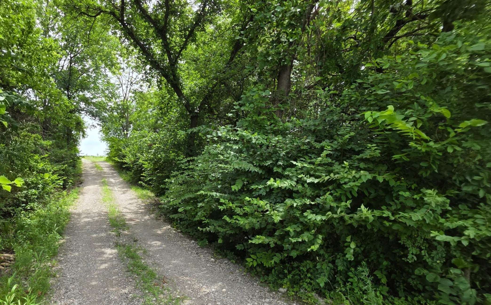  Amur honeysuckle, sometimes called bush honeysuckle, lines a driveway in Shawnee County and thrives under the wooded area along a dry creek bed. The plant was added to the noxious weed list in Kansas, meaning homeowners will have to begin removing it. (Photo by Morgan Chilson/Kansas Reflector)