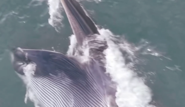 VIDEO: Endangered fin whale seen feeding off coast of Long Island