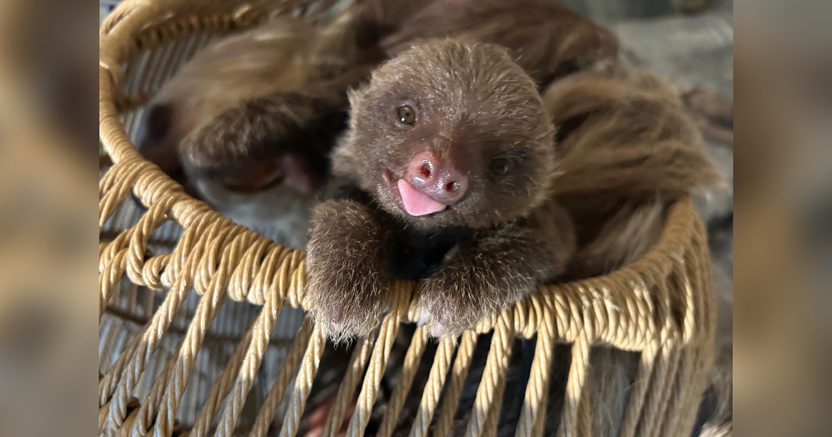 Meet Cusi: Como Park Zoo's baby sloth gets a name after campus-wide vote